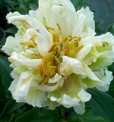 Paeonia lactiflora Green Halo