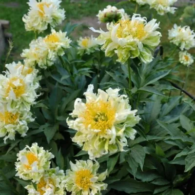 Пион молочноцветковый Green Halo /Paeonia lactiflora/ - Пионы - Kаталог -  stadi-sakstagals.lv