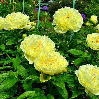 Peony Sonoma Halo at peony nursery Peonyshop.com