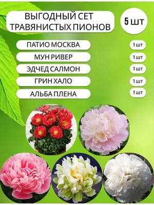 Пион древовидный «Зелёный шар», в тубе по цене 598 ₽/шт. купить в Барнауле  в интернет-магазине Леруа Мерлен