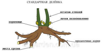 Пион Canary Brilliants по цене 1250₽ в Санкт-Петербурге. Отправка по всей  России. | Пулков Сад