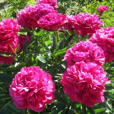 Пион Канзас (Paeonia Kansas) купить в Москве по низкой цене из питомника,  доставка почтой по всей России | Интернет-магазин Подворье