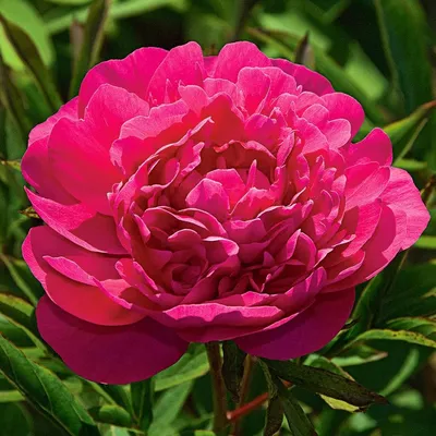 Пион Канзас (Paeonia Kansas)