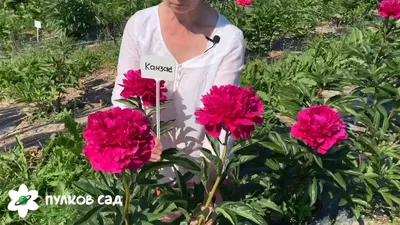 💐 Купить пион Канзас арт:15172 с доставкой в Киеве 🚚 Доставка 24/7 |  Чайная роза