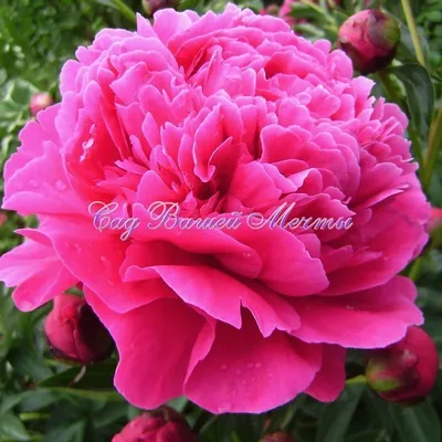 Пион Канзас (Paeonia Kansas)