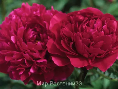 Пион розовый Карл Розенфельд (Karl Rosenfield) — Каталог товаров — Дача34