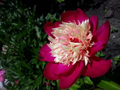 Пион Карл Розенфилд – Paeonia Karl Rosenfield.