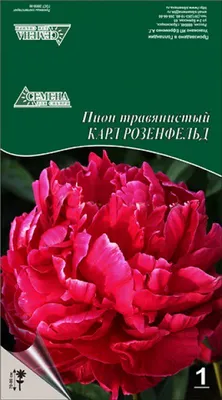 Купить Пион «Карл Розенфельд». Саженцы в Москве и области по низкой цене