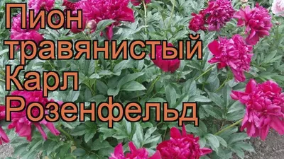 Самые КРАСИВЫЕ ПИОНЫ в моем саду! - МАЛИНОВЫЕ сорта. | СУПЕР - ОТПУСК на  ДАЧЕ | Дзен