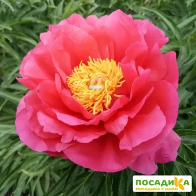 Пион травянистый Карл Розенфельд (paeonia) 🌿 обзор: как сажать, рассада пиона  Карл Розенфельд - YouTube