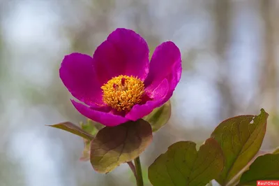 Фотография Пион кавказский, плоды (Paeonia caucasica) | Фотобанк  ГеоФото/GeoPhoto | GetImages Group