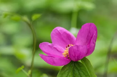 Любовь Пионовый Рай on Instagram: \"🌺ПИОН КАВКАЗСКИЙ🌺 Продолжая тему самых  ранних видовых пионов, хочу сегодня вам показать свой любимый из дикарей -  Кавказский ☺️ Чем же он так хорош?🤔 Сами посмотрите: что