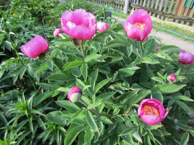 Семена Пион кавказский (Paeonia kavachensis), 5 штук — купить в  интернет-магазине по низкой цене на Яндекс Маркете