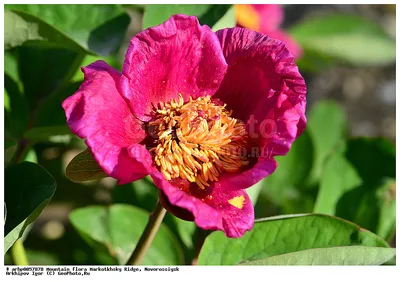 Paeonia caucasica (Пион кавахский, Пион кавказский) 3шт Сбор 22г