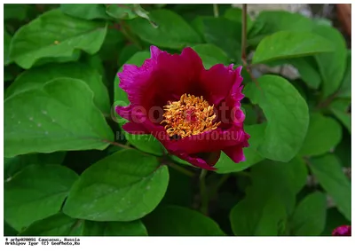 File:Paeonia caucasica.jpg - Wikipedia