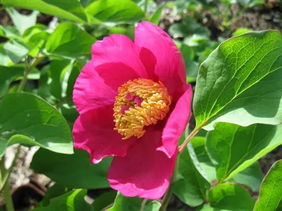 Пион кавказский (Paeonia caucasica)