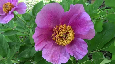 Пион Кавказский – Paeonia caucasica