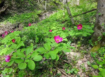 Пион кавказский Alba (Paeonia caucasica Alba)