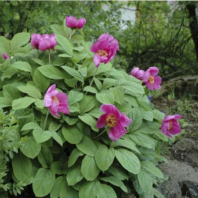 Пион кавказский (Paeonia caucasica)