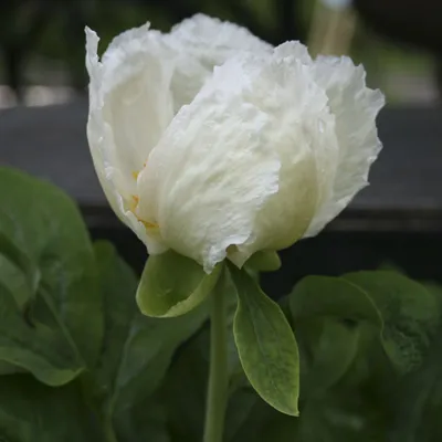 Пион кавказский, или кавахский (Paeonia kavachensis Aznav, он же Paeonia  caucasica Schipcz), - YouTube