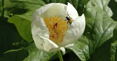 Пион кавказский Alba (Paeonia caucasica Alba)