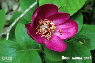 Пион кавказский (Paeonia caucasica)
