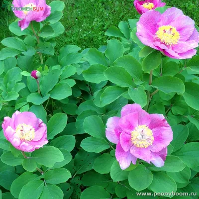 Пион кавахский (Paeonia kavachensis Aznav.)