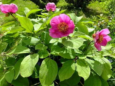 Пион кавказский (Paeonia caucasica) :: Флора и Фауна ООПТ Мысхако ::  Путеводитель по ООПТ – Мысхако :: Путеводитель по ООПТ :: Отдел  экологической безопасности :: Контрольно-ревизионное управление ::  Управления :: Подразделения -