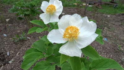 ФотоБлог Торгачкин Игорь Петрович © Igor Torgachkin: Пион кавахский или  кавказский / Paeonia kavachensis