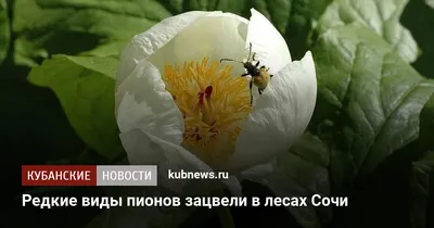 Немного о сроках и последовательности цветения пионов… | ВКонтакте