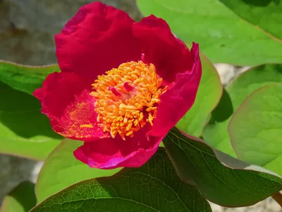 Пион Кавказский – Paeonia caucasica