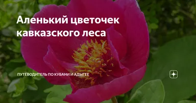 🌺Пион... - Коллекция пионов Аристарховой Любови \"Пионовый Рай\" | Facebook