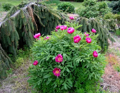 Пион кавказский Paeonia caucasica - Белая форма. - YouTube