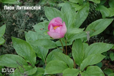 Редкие виды пионов зацвели в лесах Сочи - Кубанские новости