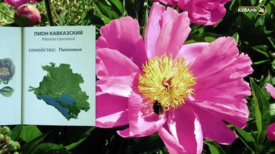 Аленький цветочек кавказского леса | Путеводитель по Адыгее | Дзен