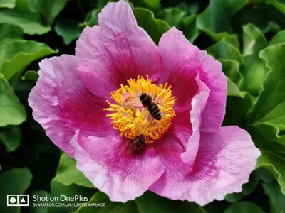 Фотография Пион кавказский (Paeonia caucasica) Кавказский заповедник,  Россия | Фотобанк ГеоФото/GeoPhoto | GetImages Group