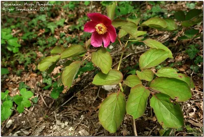 ФотоБлог Торгачкин Игорь Петрович © Igor Torgachkin: Пион кавахский или  кавказский / Paeonia kavachensis