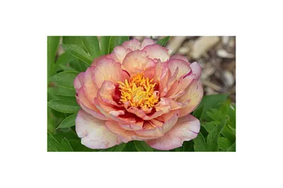 Ито-пион Келлис Мемори, или Келлиз Мемори – Itoh Hybrids Paeonia Callies  Memory