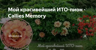 Пион Келлис Мемори (Callies Memory): купить саженцы в Минске с доставкой  почтой по Беларуси