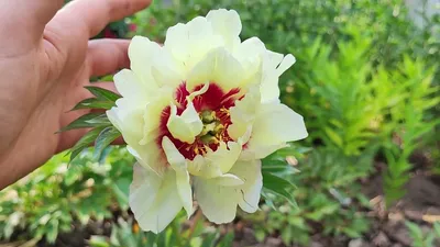 Ито-пион Келлис Мемори, или Келлиз Мемори – Itoh Hybrids Paeonia Callies  Memory