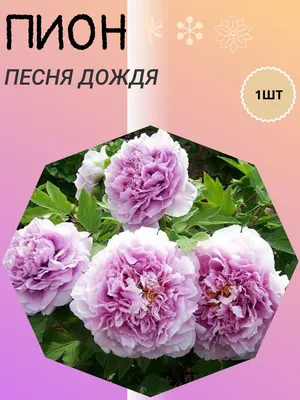 Ито Пион Кэллис Мемори - YouTube