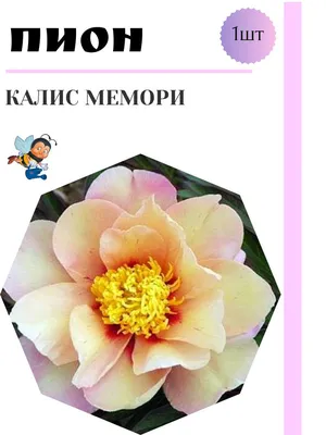 Мой красивейший ИТО-пион - Callies Memory | DolinaRoz.ru | Дзен