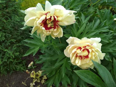 Paeonia ITOH 'Callie's Memory' - Садовые ноты