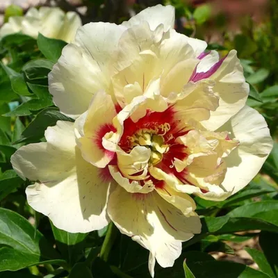 ПИОН ИТО-ГИБРИД КЭЛЛИС МЕМОРИ Латинское название: Callie's Memory —  RoseCatalog.ru