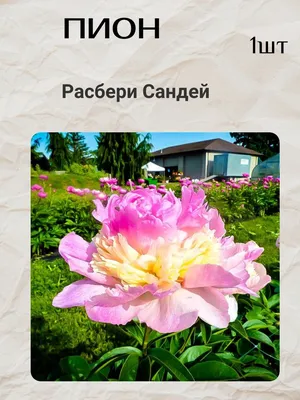пион CALLIE`S MEMORY - ИТО-ГИБРИД, пион Келлис Мемори