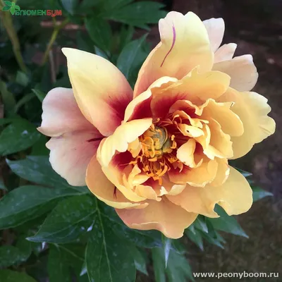 Пион ито-гибрид Келлис Мемори Paeonia Itoh Callies Memory - KrapivaShop