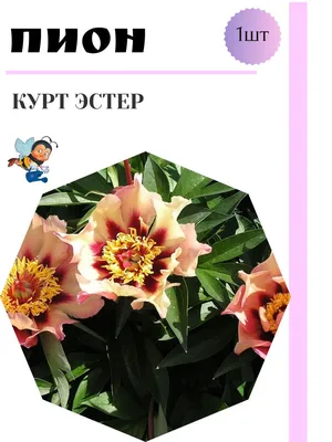 Пион-ИТО гибридный \"Border Charm\" (Бордер Чарм), купить в Екатеринбурге