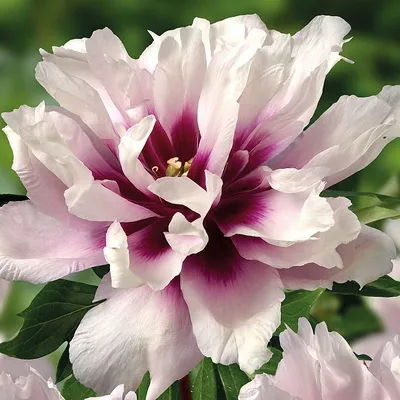 ПИОН ИТО-ГИБРИД КЭЛЛИС МЕМОРИ Callie's Memory — RoseCatalog.ru