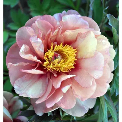 Пион Келлис Мемори (Paeonia Callies Memory)