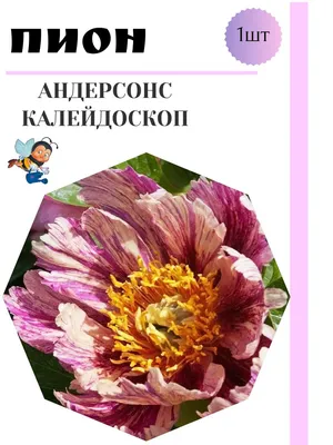 Саженцы Пион (Ито-гибрид) Пастель Сплендор купить в Москве цена 645 руб. |  Мои Саженцы